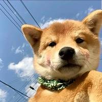 小杰和平免费插件
